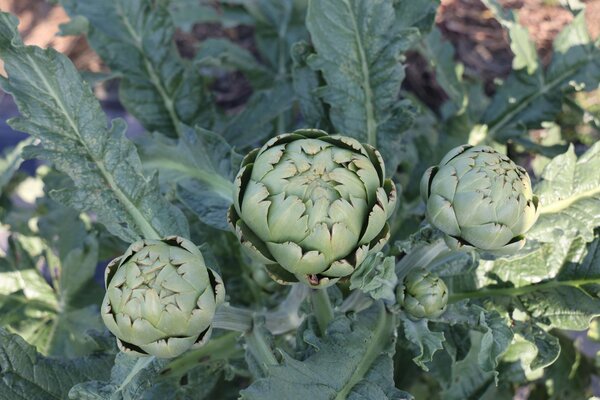 Artischocken ernten, Cynara scolymus, Vert de Laon, Ewiges Gemse