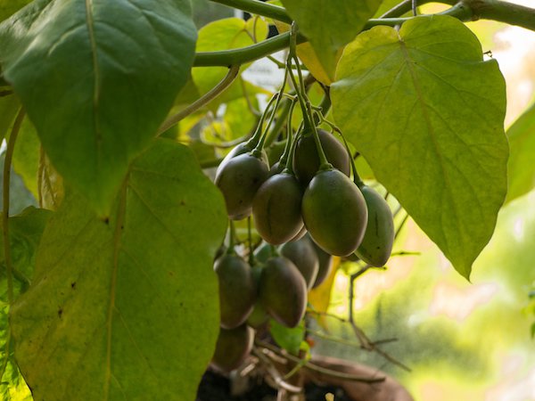 Tamarillo Baumtomate