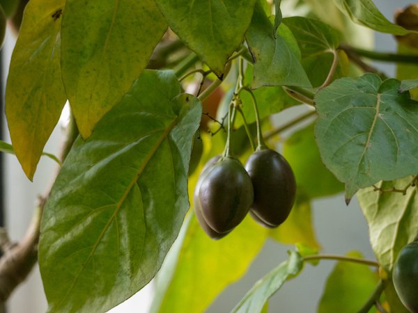 Baumtomate Tamarillo