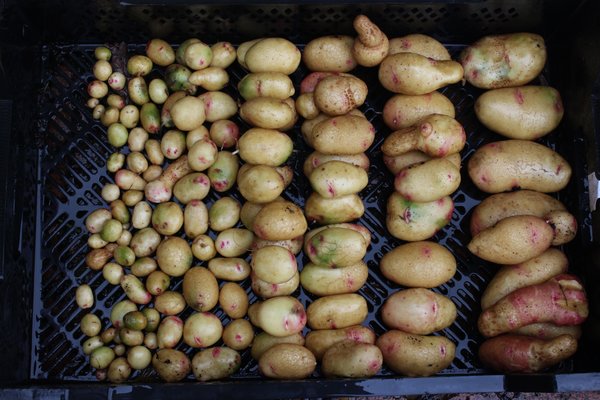 Kartoffel, Kartoffelzchtung, Kartoffeln im Topf, Kartoffelernte