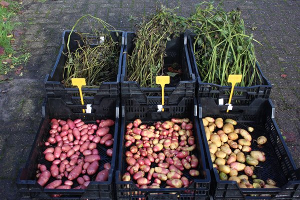 Kartoffel, KartoffelzÃ¼chtung, Kartoffeln im Topf, Kartoffellaub beschneiden, Kartoffelernte