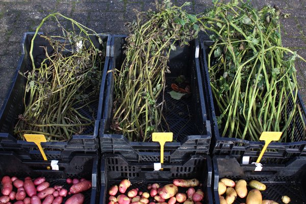 Kartoffel, Kartoffelzchtung, Kartoffeln im Topf, Kartoffellaub beschneiden, Kartoffelernte