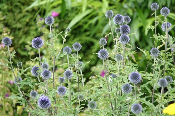 Echinops bannaticus Taplow Blue