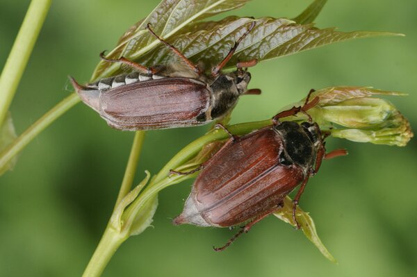Melolontha melolontha, Maik�fer, adult