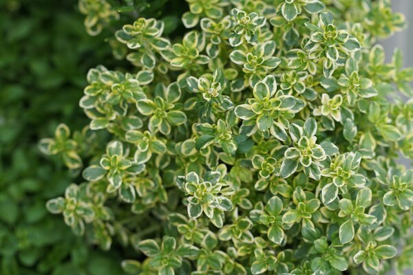 Thymus citriodorus Summerdreams Lemon Gold, Thymian, 1,3L-Topf