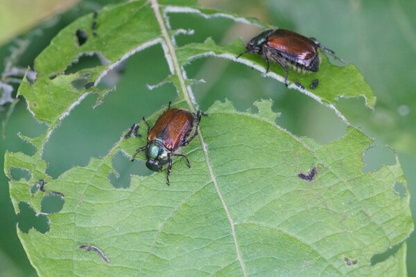 Phyllopertha horticola, Gartenlaubka?fer, adult