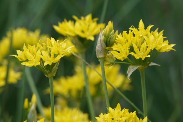 Zierlauch gelber, Allium moly