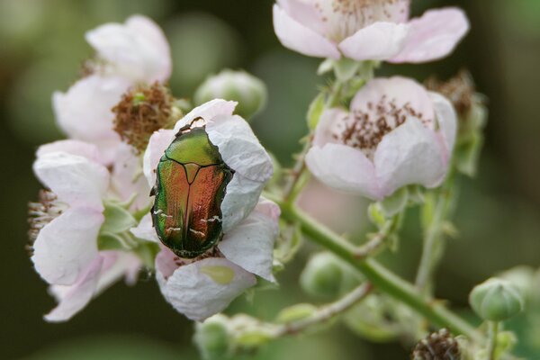 Rosenkfer, Cetonia aurata, Adult