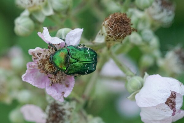 Rosenk�fer, Cetonia aurata, Adult