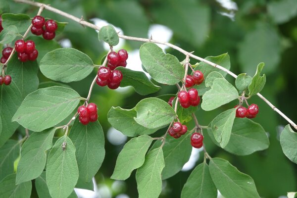 Lonicera xylosteum, (Neben-) Wirtspflanze der Kirschfruchtfliege Rhagoletis