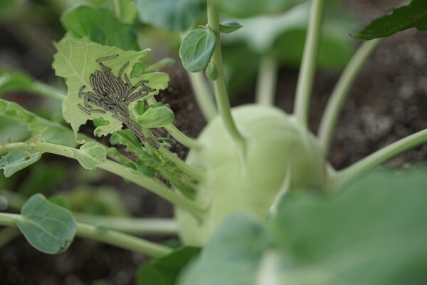 Raupennest, Pieris brassicae, Grosser Kohlweissling, an Kohlrabi