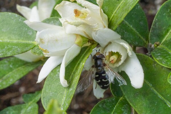 Citrus ichangensis, Zitrus, Ichang Papeda, Schwebfliege (korr)