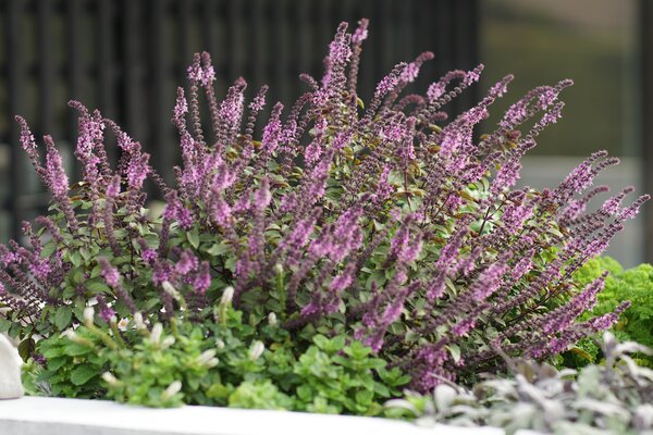 Basilikum, Ocimum basilicum Magic Blue, Strauchbasilikum
