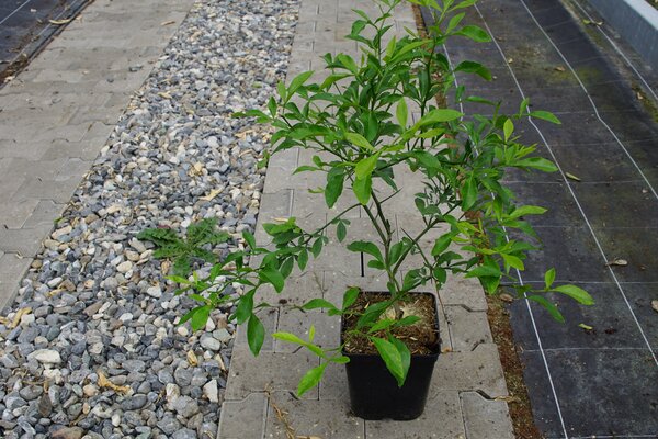 Switrus Citremon 'Kovac', Zitrus, Citrus