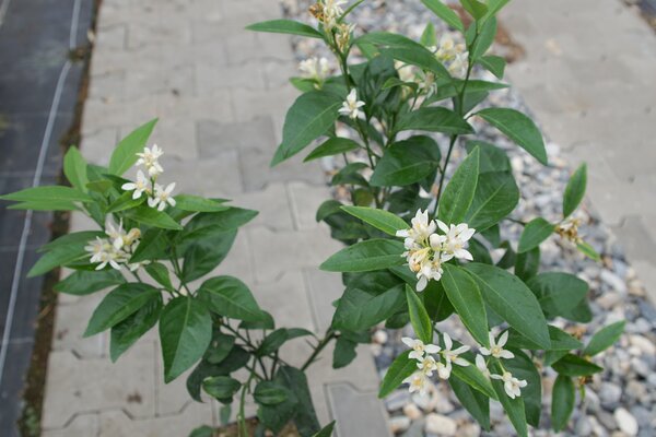 Zitrus, Citrus, Thomasville (korr)