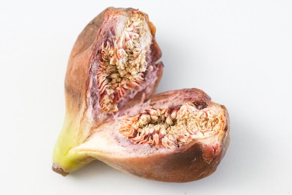 Feige, Ficus carica, Bocksfeige, mnnlich