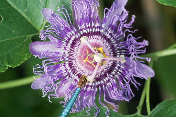Passiflora incarnata, winterharte Passionsfrucht, Handbestubung