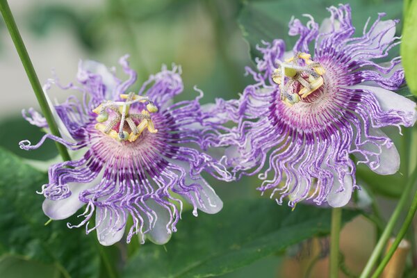 Passiflora incarnata, winterharte Passionsfrucht, Cooltropics Eia Popeia