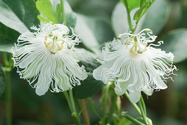 Passiflora incarnata, winterharte Passionsfrucht, Cooltropics Snowstar