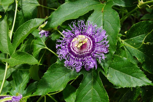 Passiflora incarnata, winterharte Passionsfrucht, Cooltropics 