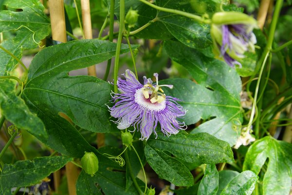 Passiflora incarnata, winterharte Passionsfrucht, Cooltropics, Blte vormnnlich