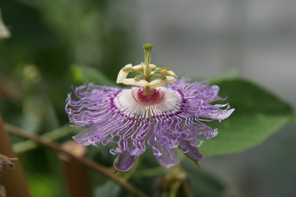 Passiflora incarnata, winterharte Passionsfrucht, Cooltropics, mnnliche Blte