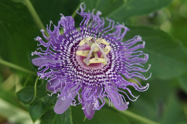 Passiflora incarnata, winterharte Passionsfrucht, Cooltropics, weibliche Blte