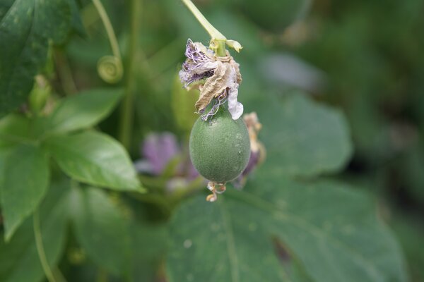 Passiflora incarnata, winterharte Passionsfrucht, Cooltropics, Fruchtansatz