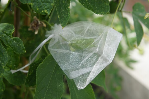 Passiflora incarnata, winterharte Passionsfrucht, Cooltropics, Bltenknospen einpacken