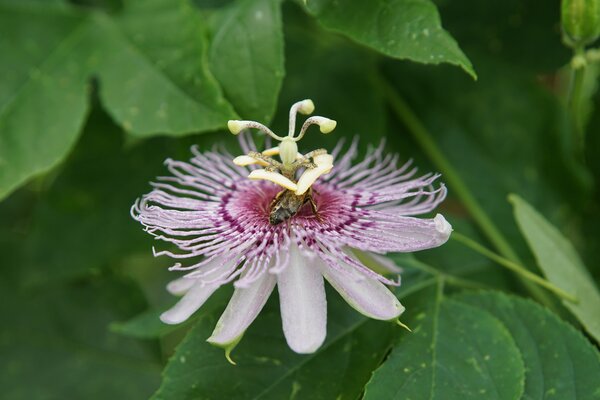 Passiflora incarnata, winterharte Passionsfrucht, Cooltropics, Honigbiene