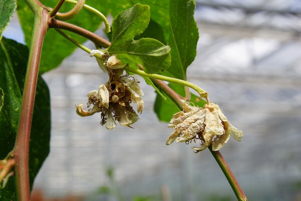 Passiflora incarnata, winterharte Passionsfrucht, Cooltropics, unbefruchtet