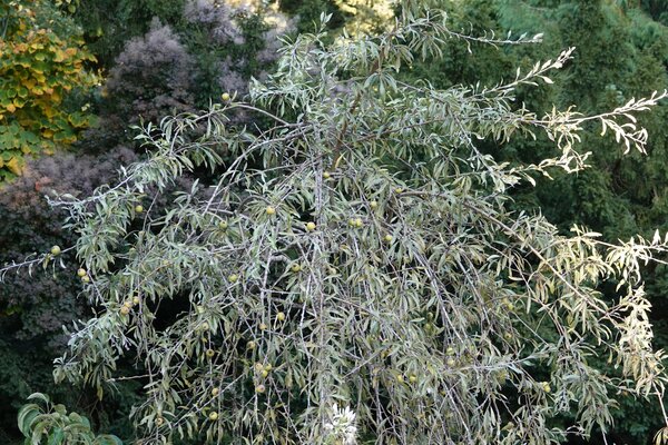 Pyrus salicifolia, poirier &agrave; feuilles de saule