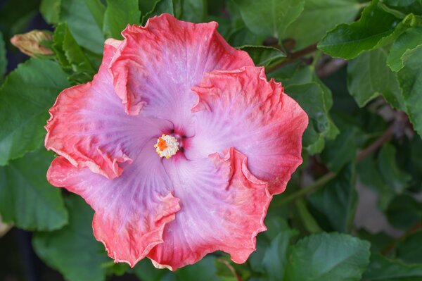 Roseneibisch, Hibiscus rosa-sinensis