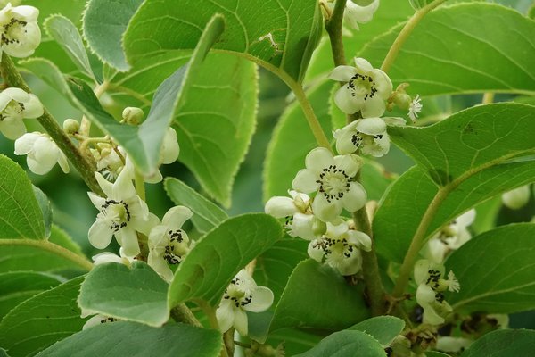 Beerenkiwi, Actinidia arguta, Lubera