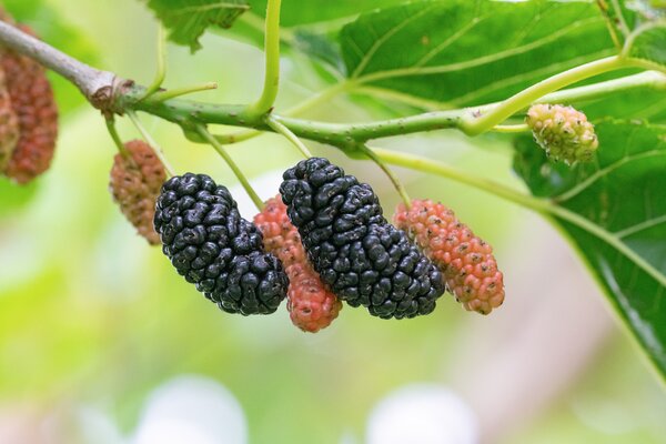 Morus alba, Galicia, Maulbeere
