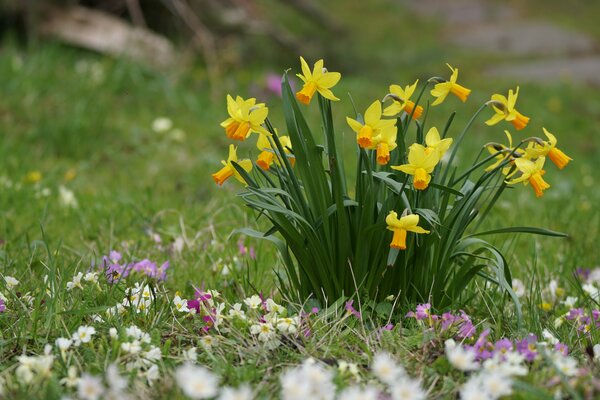 Narzissus cyclamineus JetFire