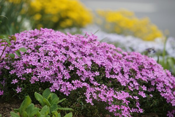 Polsterphlox, Phlox subulata, Steingarten