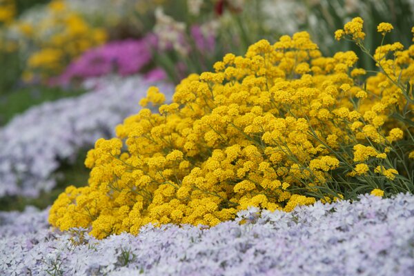 Alyssum saxatile, Felsen-Steinkraut