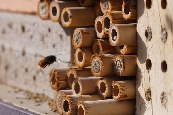 Wildbienen Hotel, Bambus