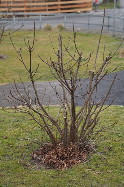 Feige, Ficus carica, Winterschnitt