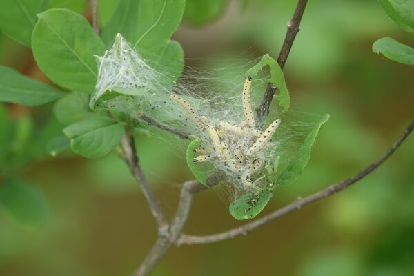 Traubenkirschen Gespinstmotte, Yponomeuta evonymella, Raupen, kleines Nest