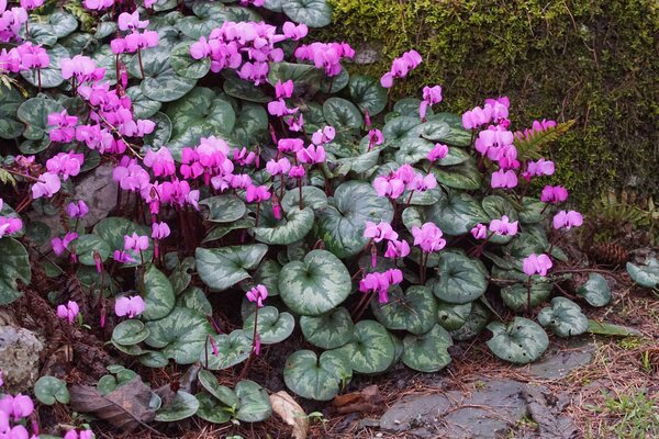 Cyclamen coum, Grabbepflanzung