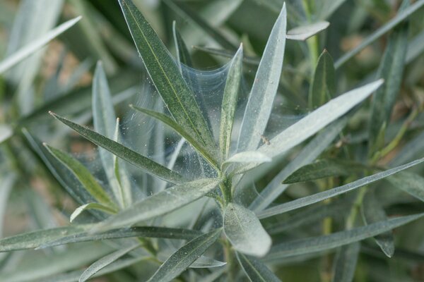 Gemeine Spinnmilbe, Tetranychus urticae, Makro, Oleander