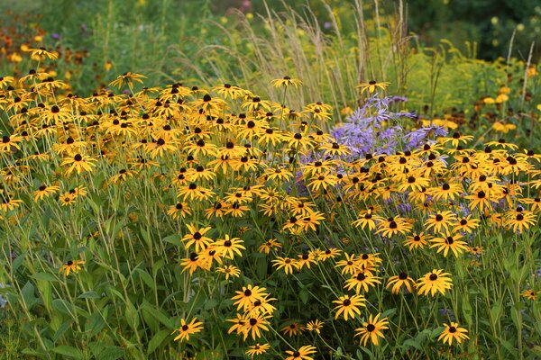 Staudengesellschaft, Staudenverwendung, Rudbeckia, Ziergr&auml;ser, Astern & Co.