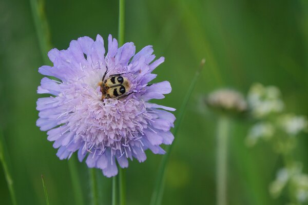 Pinselka?fer, Trichius fasciatus in einer Witwenblume (Knautia)