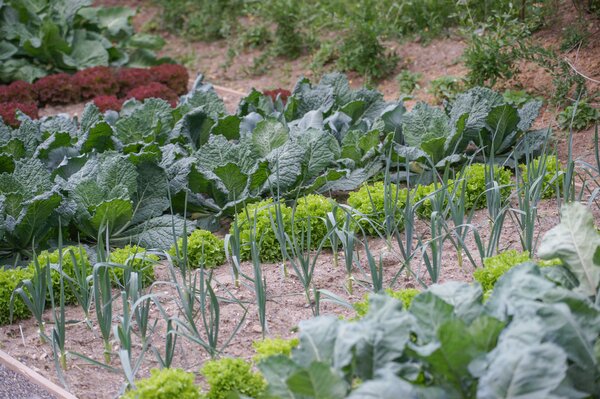 Gem�sebeet, Gem�se gemischt, Kohl, Lauch, Salate