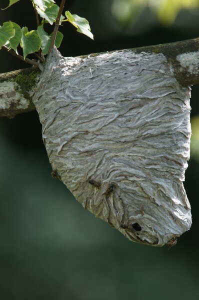 Wespennest, Gemeine Wespe, Paravespula vulgaris, an Lindenast