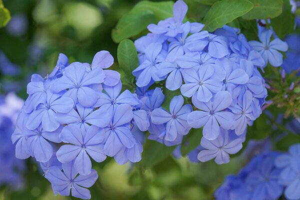 Kap-Bleiwurz, Plumbago auriculata, Mediterrane Kbelpflanze