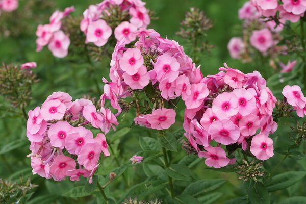 Phlox paniculata, hohe Flammenblume