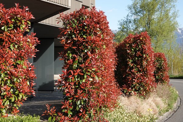 Photinia Carre Rouge, Hecke, FrÃ¼hling, Boarding House BoHo, Buchs SG